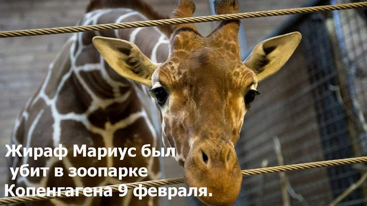 Антилопа - описание, виды, фото, интересные факты, ареал обитания, что.