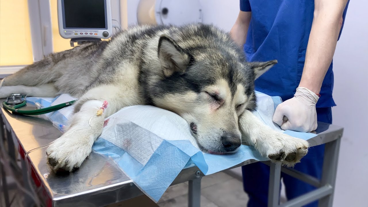Что произойдет, если ваша собака съест таблетку? - Mi Dog Guide